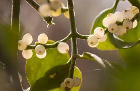 Attēlu rezultāti vaicājumam “Viscum album fruit”