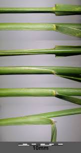 Attēlu rezultāti vaicājumam “Poa compressa leaf”