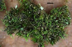 Attēlu rezultāti vaicājumam “Cephaloziella hampeana”