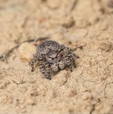 Attēlu rezultāti vaicājumam “Aelurillus v-insignitus”