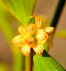 Attēlu rezultāti vaicājumam “Viscum album female flower”