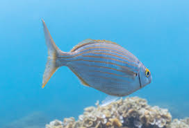 Image result for Sarpa salpa