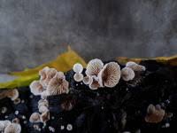 Attēlu rezultāti vaicājumam “Crepidotus versutus”