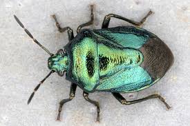 Attēlu rezultāti vaicājumam “Zicrona caerulea nymph”