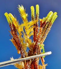 Attēlu rezultāti vaicājumam “Tomentypnum nitens”