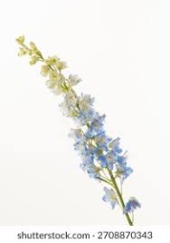 Attēlu rezultāti vaicājumam “Delphinium elatum  bud”