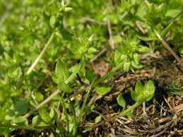 Attēlu rezultāti vaicājumam “Stellaria pallida”