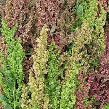 Image result for Atriplex hortensis