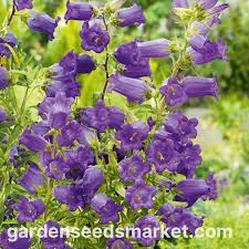 Image result for Marienglockenblumen