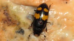 Attēlu rezultāti vaicājumam “Glischrochilus grandis”