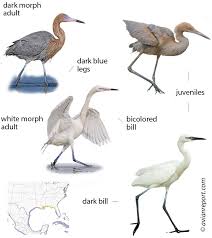 Attēlu rezultāti vaicājumam “Egretta alba adult”