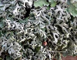 Attēlu rezultāti vaicājumam “Hypogymnia physodes”