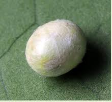 Attēlu rezultāti vaicājumam “Chrysopa eggs”