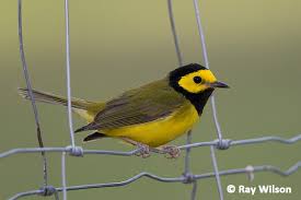 Image result for Wilsonia citrina