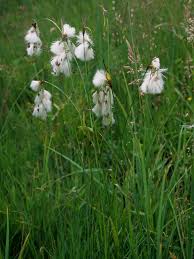 Attēlu rezultāti vaicājumam “Eriophorum latifolium flower”