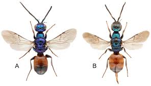 Attēlu rezultāti vaicājumam “Chrysididae”