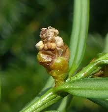 Attēlu rezultāti vaicājumam “Taxus baccata female flower”