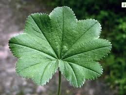 Attēlu rezultāti vaicājumam “Alchemilla subcrenata”