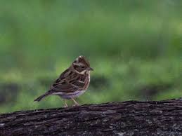 Image result for Emberiza rustica