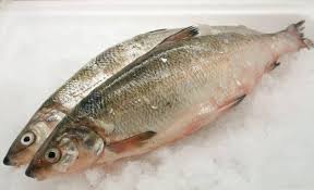 Image result for Coregonus lavaretus