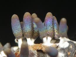 Attēlu rezultāti vaicājumam “Diachea leucopodia macro”