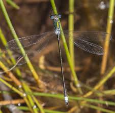 Attēlu rezultāti vaicājumam “Lestes dryas”