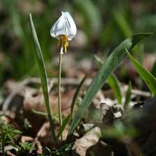 Attēlu rezultāti vaicājumam “Erythronium sibiricum flower”