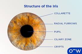 Image result for Iris