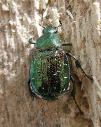 Attēlu rezultāti vaicājumam “Gnorimus variabilis”