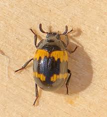 Attēlu rezultāti vaicājumam “Diaperis boleti imago”