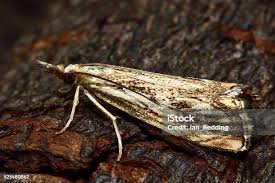 Attēlu rezultāti vaicājumam “Udea lutealis”