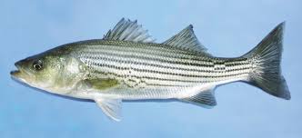 Image result for Morone americana