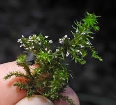 Attēlu rezultāti vaicājumam “Diderma chondrioderma”