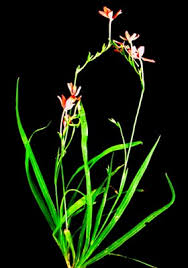 Attēlu rezultāti vaicājumam “Lophozia laxa macro”