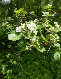 Attēlu rezultāti vaicājumam “Crataegus douglasii”
