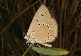 Attēlu rezultāti vaicājumam “Agrodiaetus amandus female”