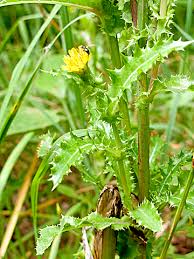 Attēlu rezultāti vaicājumam “Sonchus asper flower”