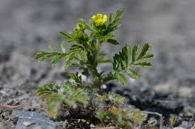Attēlu rezultāti vaicājumam “Potentilla supina”