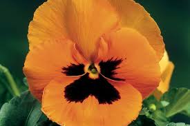 Image result for Viola wittrockiana