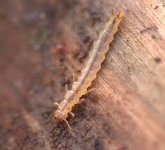 Attēlu rezultāti vaicājumam “Dendrophagus crenatus”