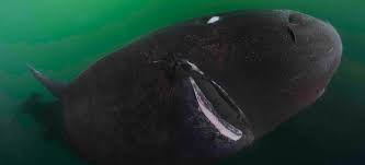 Image result for Somniosus pacificus