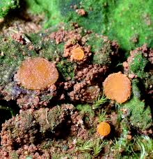 Attēlu rezultāti vaicājumam “Octospora humosa”