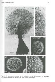 Attēlu rezultāti vaicājumam “Lamproderma ovoideum stalked”