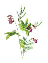Attēlu rezultāti vaicājumam “Lathyrus tuberosus”