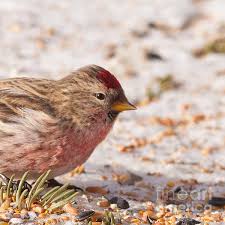 Attēlu rezultāti vaicājumam “Carduelis flammea female”