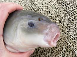 Image result for Ictiobus cyprinellus