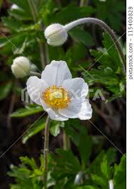 Attēlu rezultāti vaicājumam “Anemone sylvestris leaf”