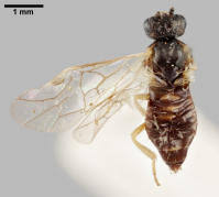 Attēlu rezultāti vaicājumam “Euura pedunculi”