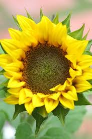 Attēlu rezultāti vaicājumam “Helianthus annuus fruit”