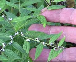 Attēlu rezultāti vaicājumam “Lithospermum officinale leaf”